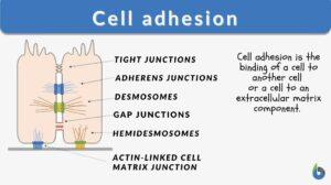 cell adhesion definition and examples