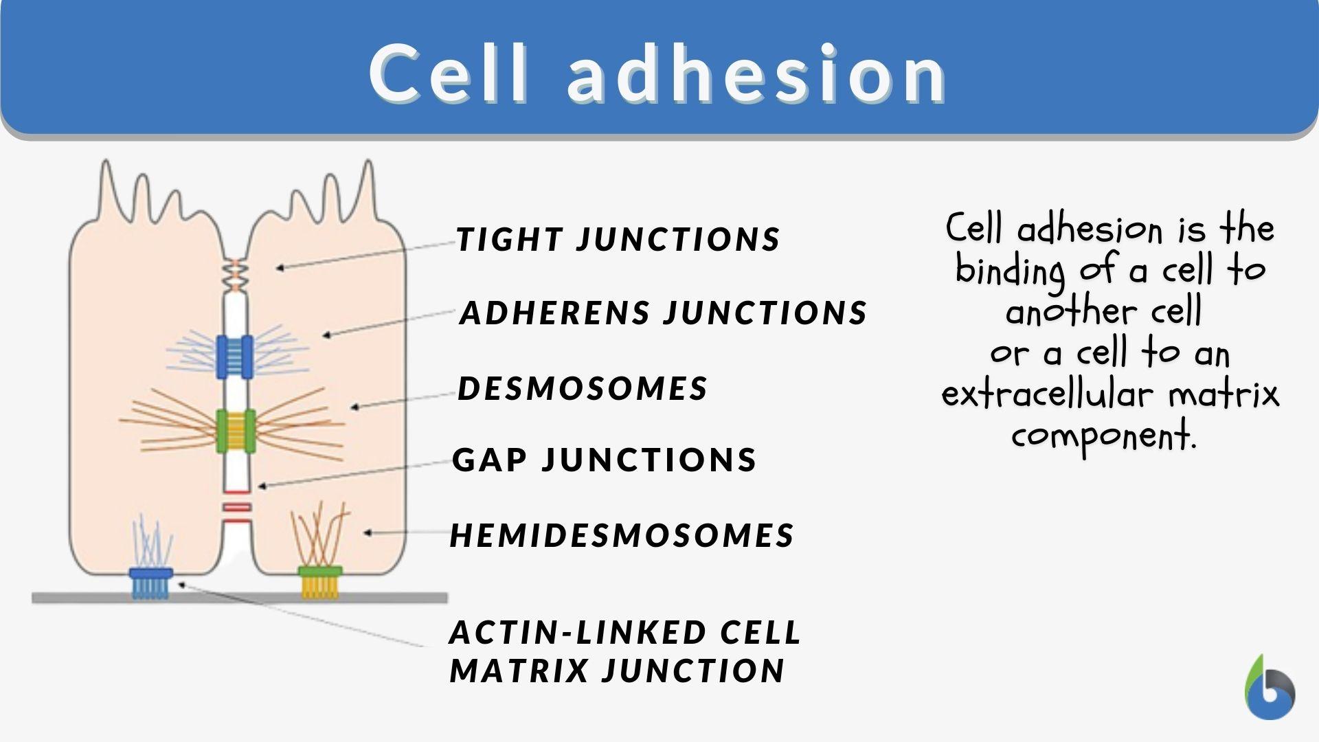 Cell adhesion Definition and Examples - Biology Online Dictionary