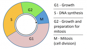 cell cycle simple diagram