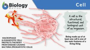 cell definition and examples