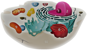 cell parts