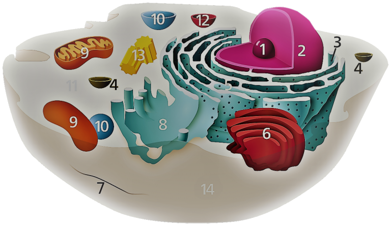 Schematic diagram - animal eukaryotic cell