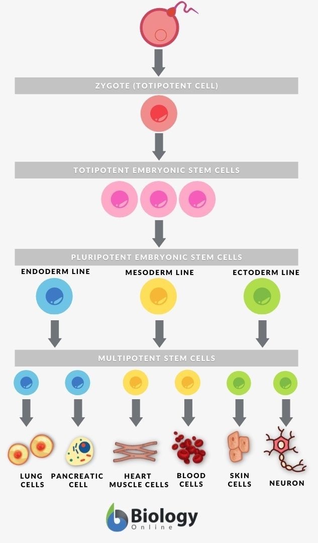 pluripotent and totipotent pluripotent and totipotent