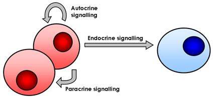 Autocrine signaling - Definition and Examples - Biology Online Dictionary