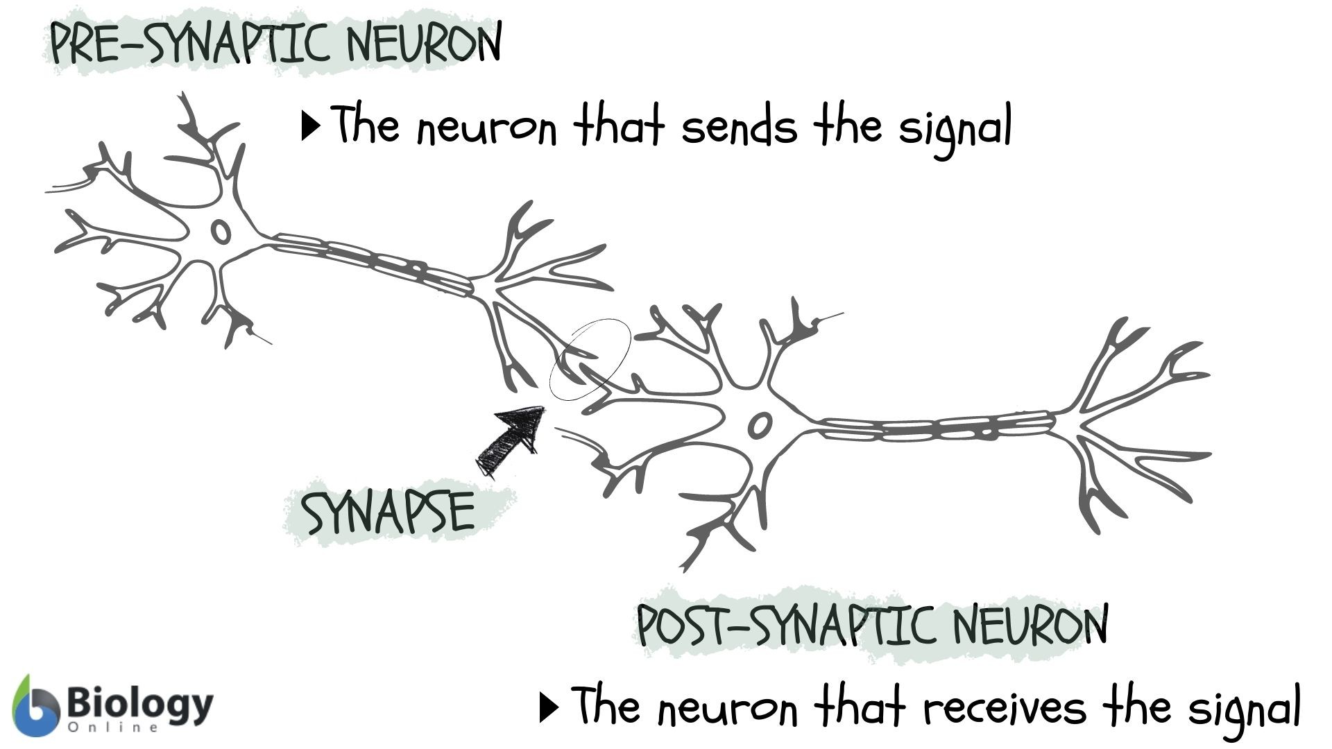 Axon Hillock Definition, Function & Location - Video & Lesson