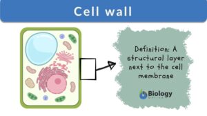 cell wall definition