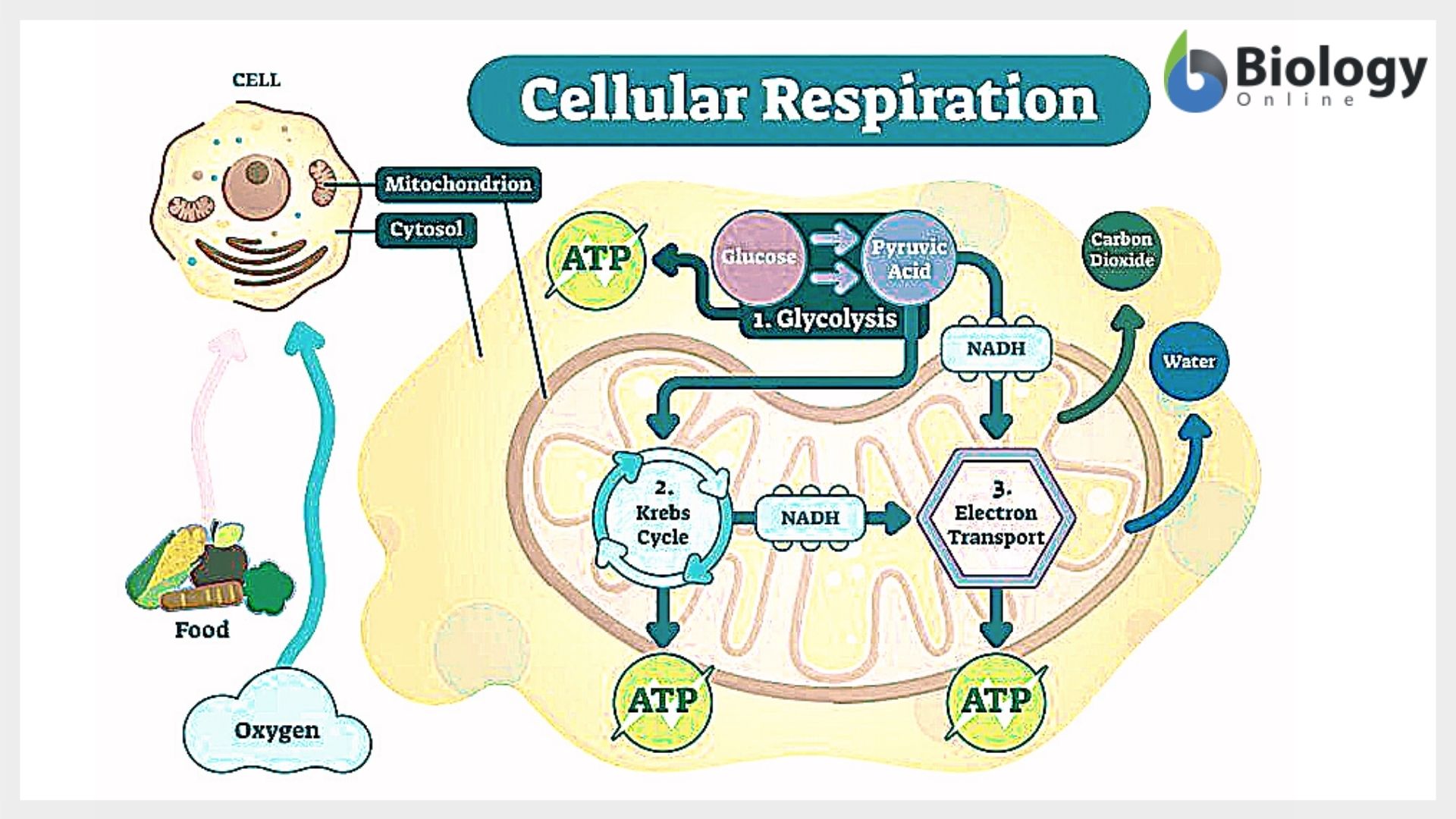 Cellular Respiration Definition And Examples Biology Online Dictionary