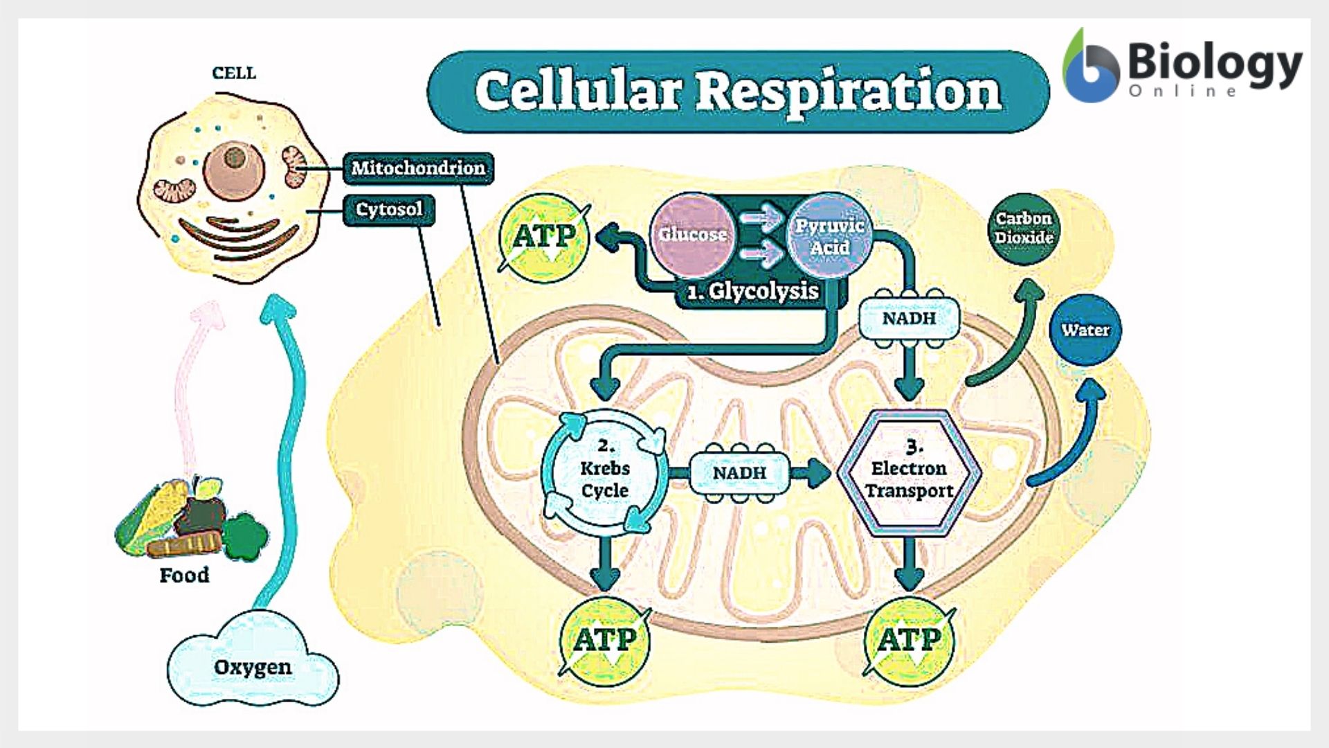 Cellular respiration Definition and Examples Biology