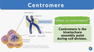 centromere definition and example