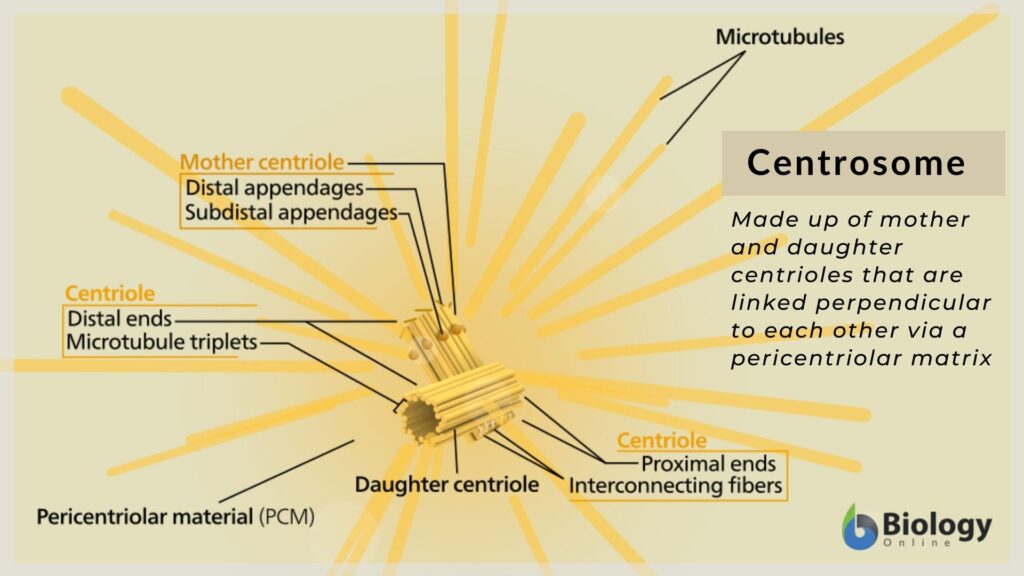 Centrosome - Definition and Examples - Biology Online Dictionary