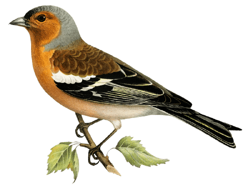 chaffinch