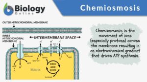 chemiosmosis definition and example