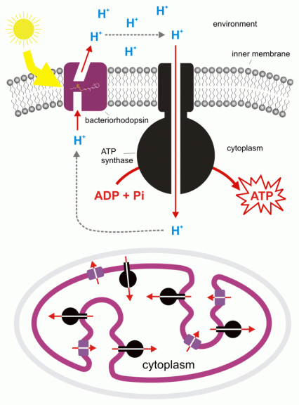 chemiosmosis in bacterial cell