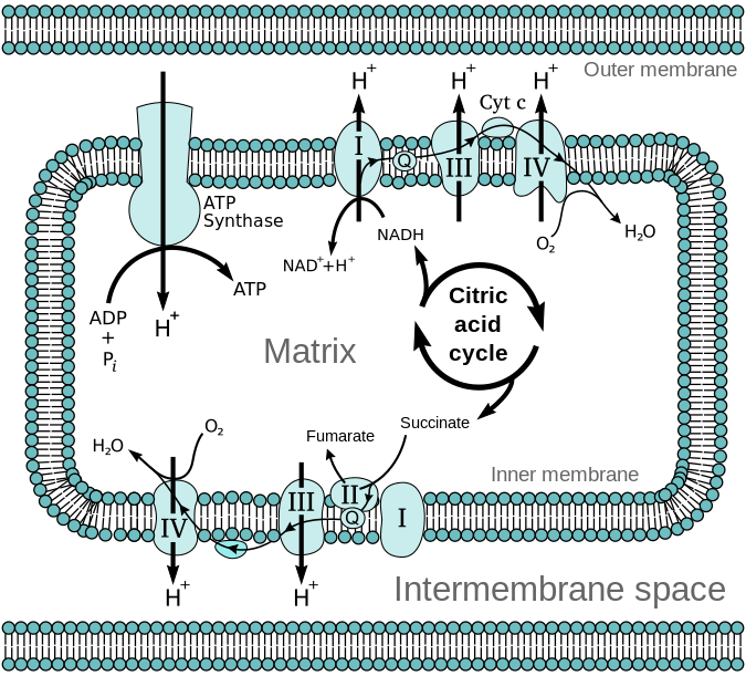 chemiosmosis in mitochondrion