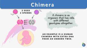chimera definition and example