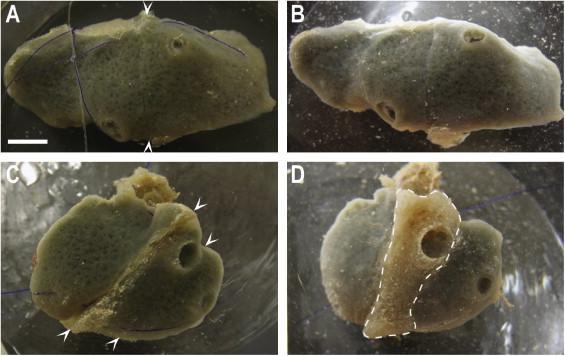 chimeras sponges
