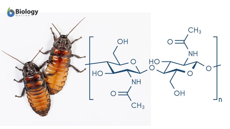 chitinous