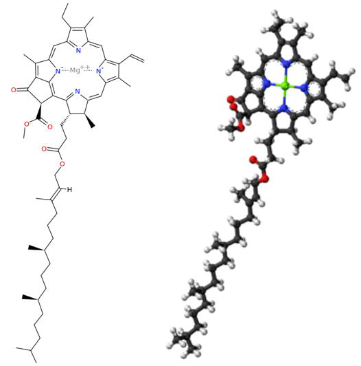 chlorophyll a structure