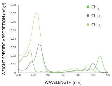 chlorophyll absoption spectrum