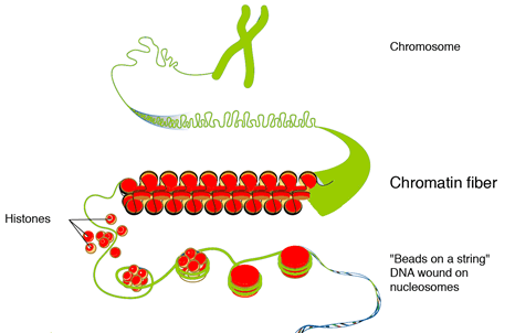 chromatin fiber