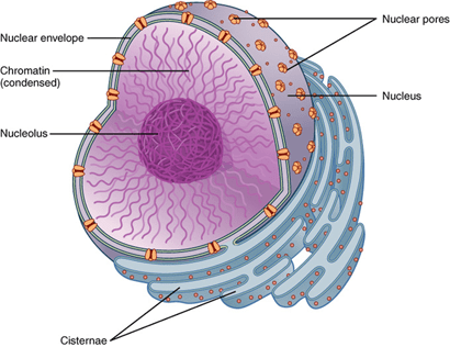 chromatin inside nucleus