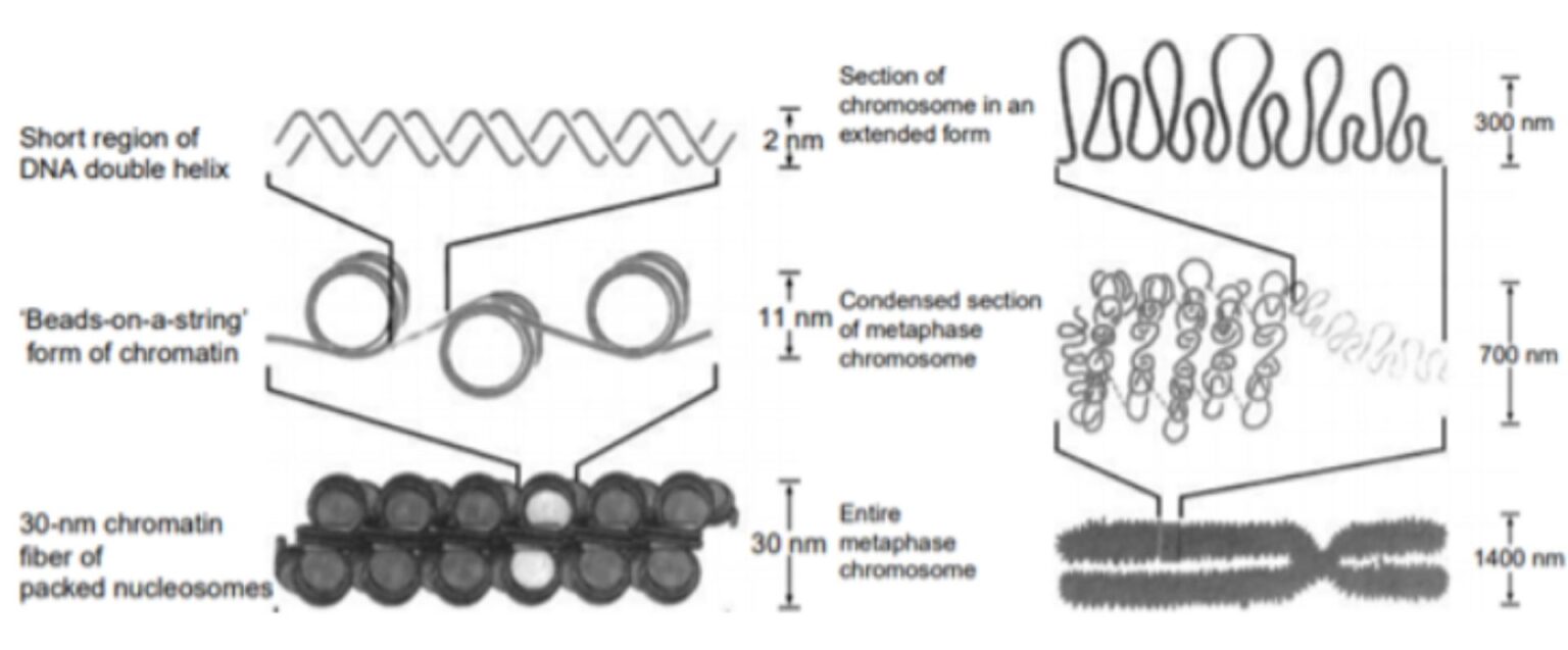 Chromatin Definition and Examples Biology Online Dictionary