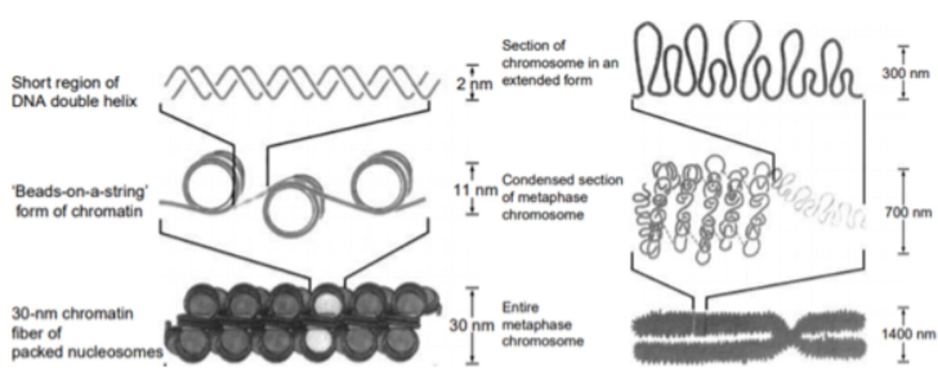 chromatin structure