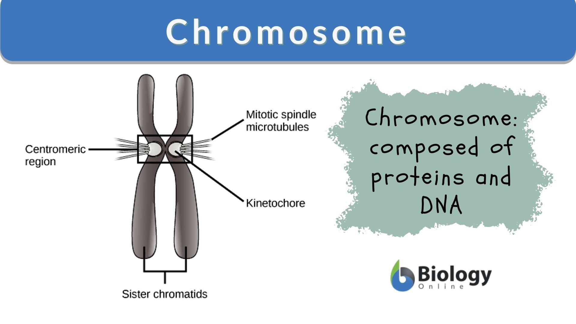 what are two parts of a chromosome