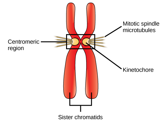 chromosome labeled parts