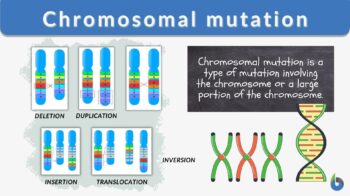 Chromosomal mutation - Definition and Examples - Biology Online Dictionary