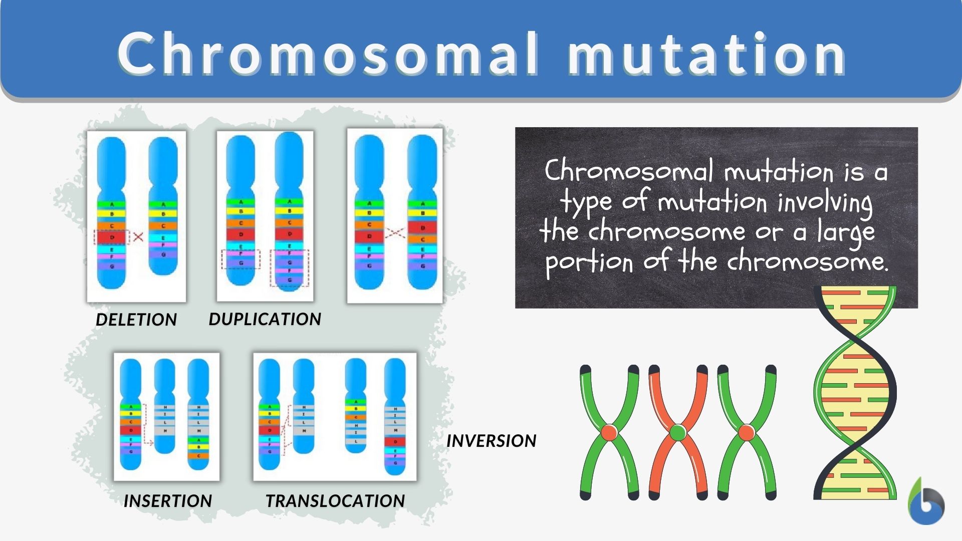 Chromosomal mutation - Definition and Examples - Biology Online In Gene And Chromosome Mutation Worksheet