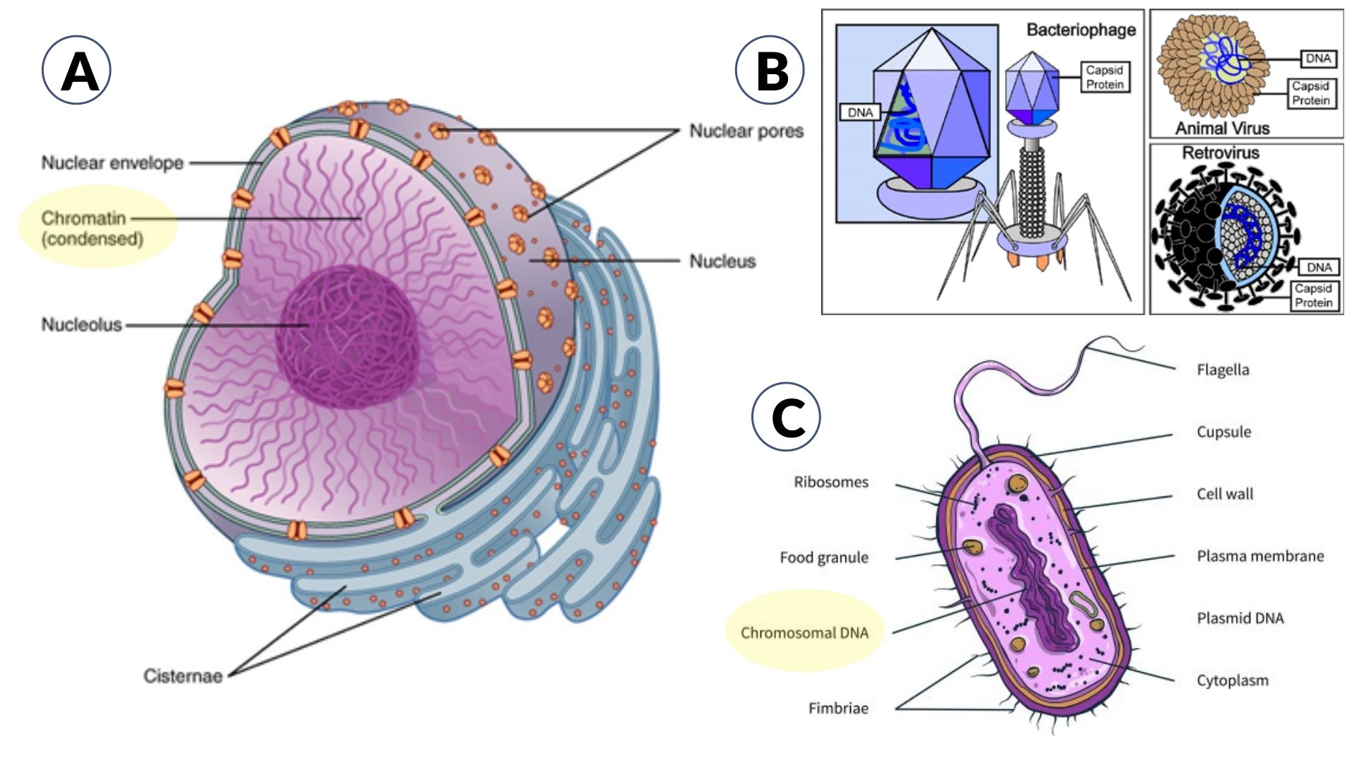 what does chromatin look like in a plant cell