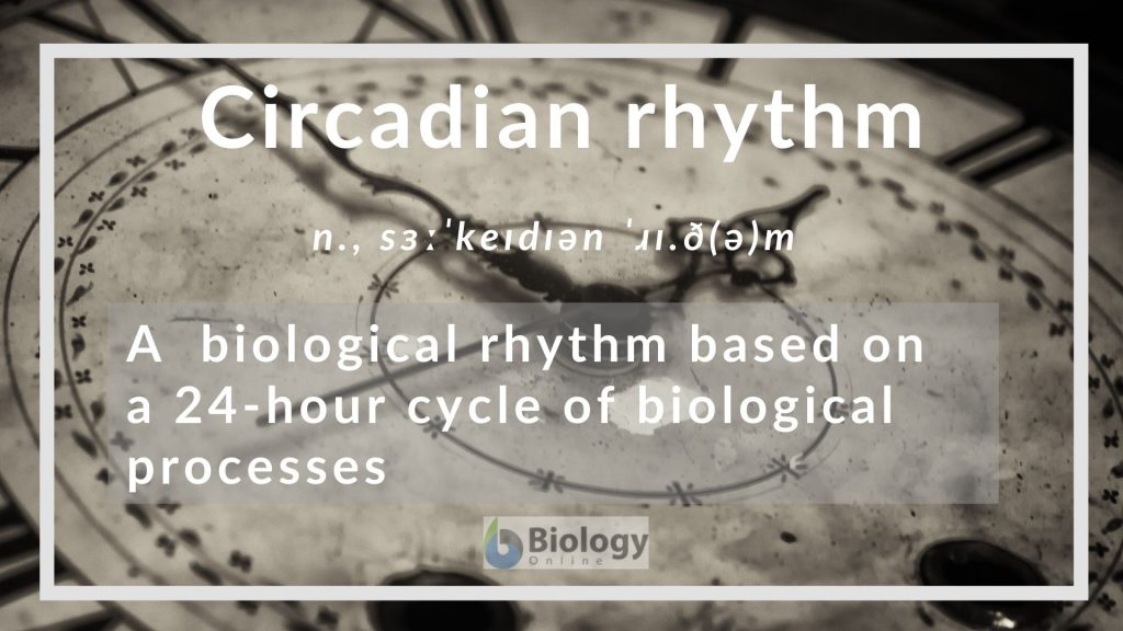 Circadian rhythm Definition and Examples Biology Online Dictionary