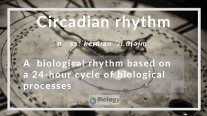 circadian rhythm definition
