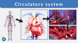 circulatory system definition