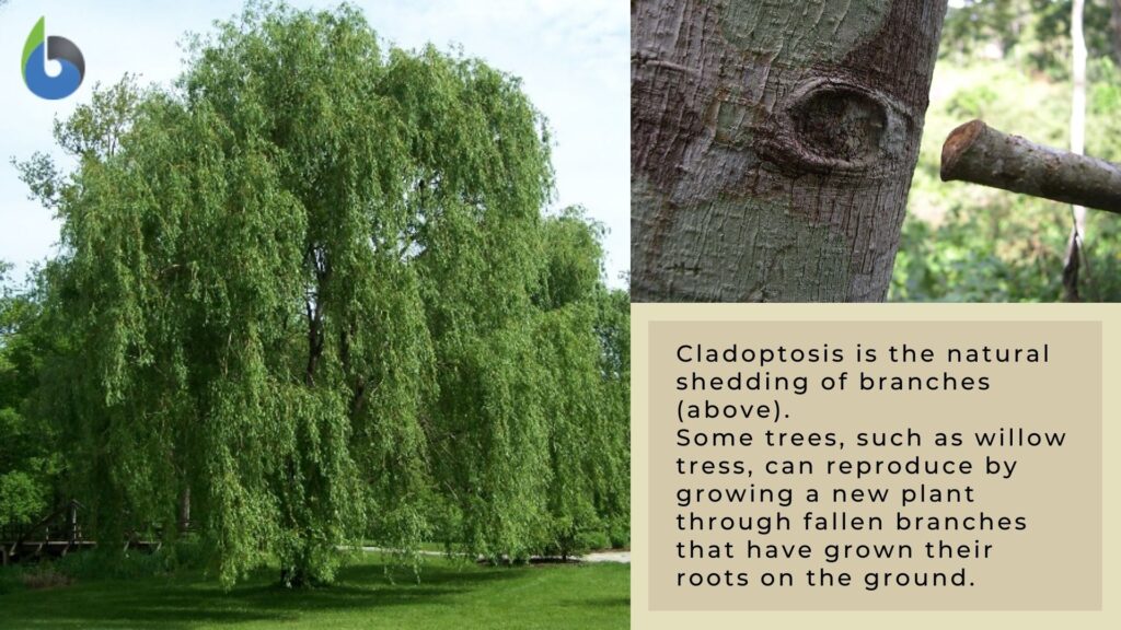 cladoptosis