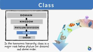class definition