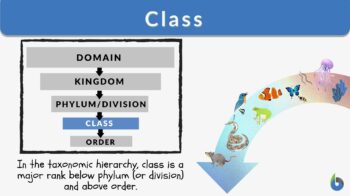 class definition