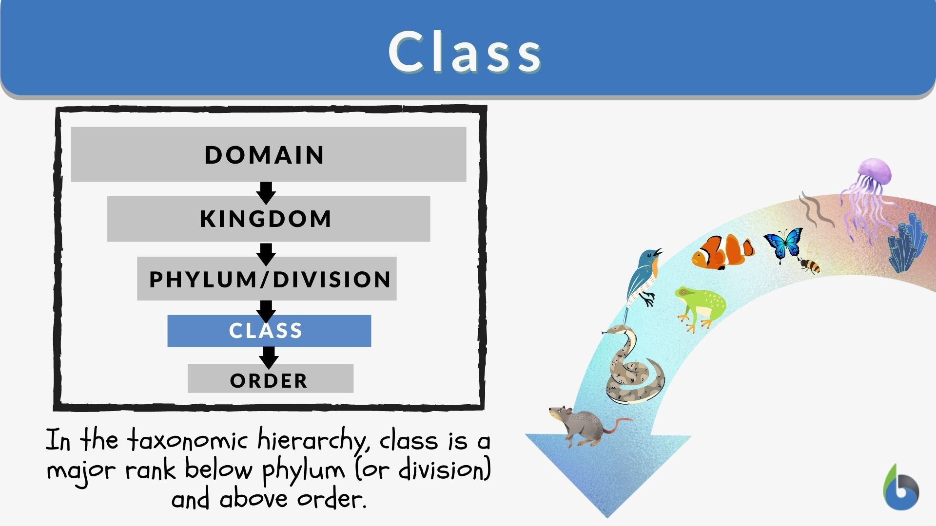 Class Division. Таксономия.