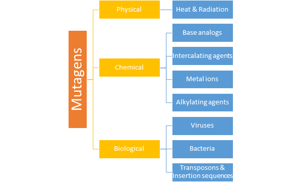 classification of mutagens