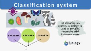 classification system definition and example