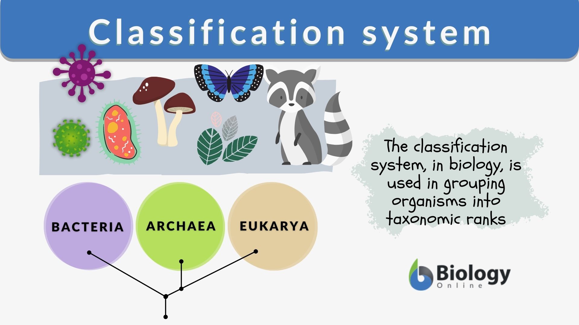 Classification system - Definition and Examples - Biology Online Dictionary