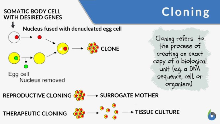 cloning definition and example diagram