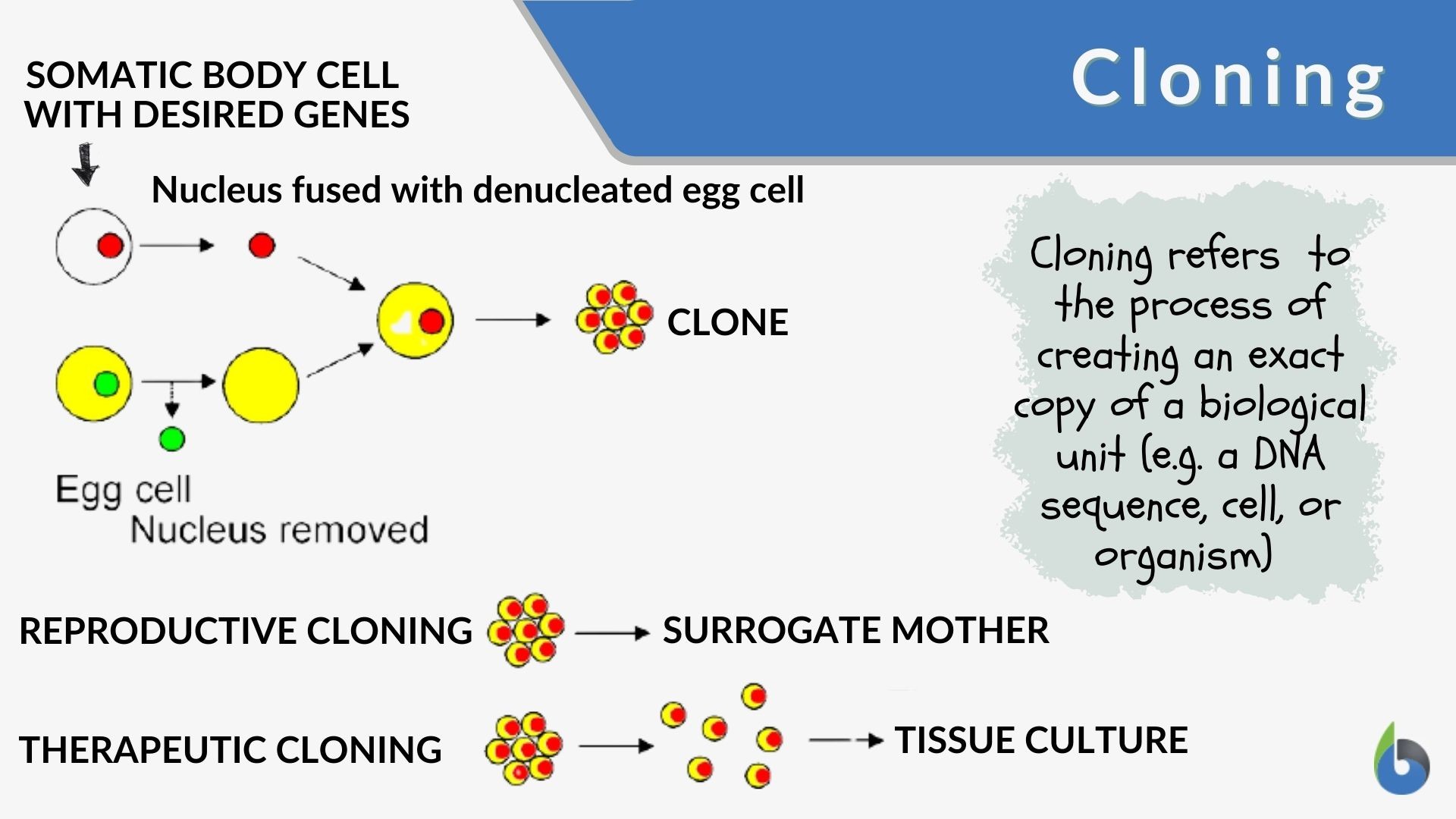 Cloning - Definition and Examples - Biology Online Dictionary Cloning - Definition and Examples - Biology Online Dictionary