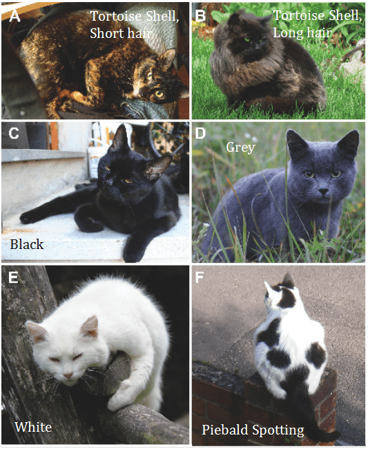 coat colors of cats