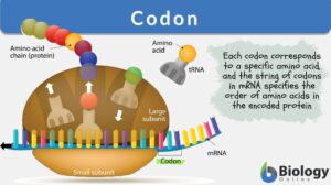 codon definition