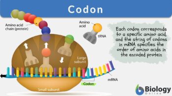 codon definition