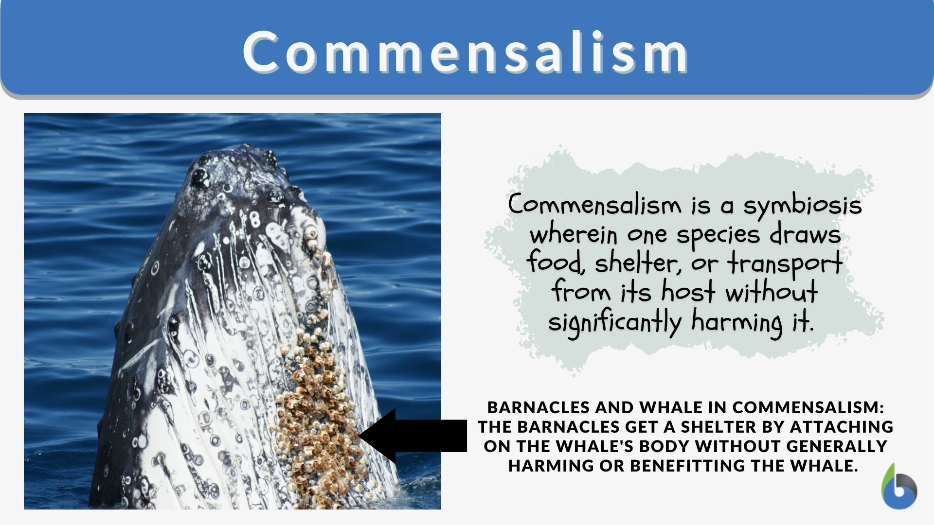 commensalism barnacles and whales