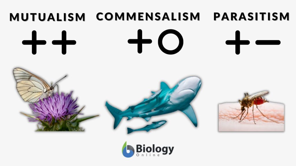 Examples Of Commensalism Mutualism And Parasitism