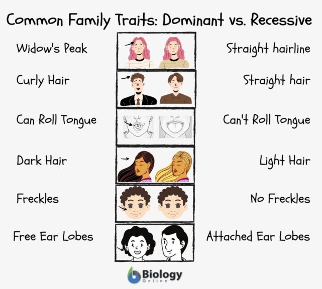 recessive definition